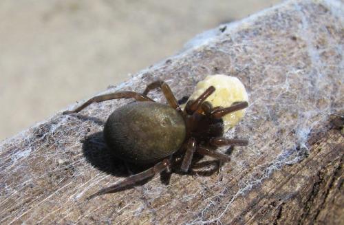 Réf. 267 216 : Amaurobius sp.